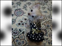 �{�k�[�������