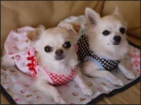 �Ƃ낿���&������N