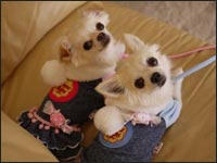 �Ƃ낿���&������N