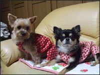 �V���R���N&�Ց��Y�N