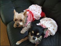 �V���R���N&�Ց��Y�N