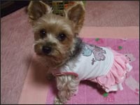 �V���R���N