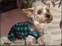 �V���R���N