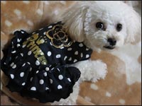 ���X�����