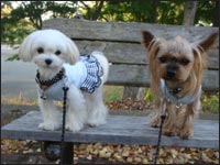 Alice�����&Lion�N