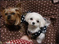 Lion�N&Alice�����