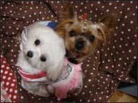 Lion�N&Alice�����