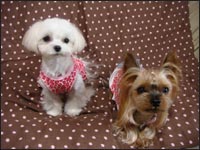 Alice�����&Lion�N