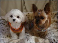 Alice�����Lion�N