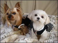 Lion�N��Alice�����