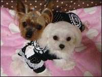 Lion�N��Alice�����