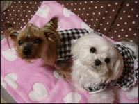 Lion�N��Alice�����