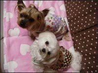 Lion�N��Alice�����