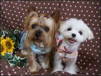 Lion�N&Alice�����