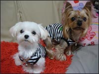 Lion�N&Alice�����