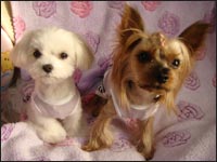 Lion�N&Alice�����