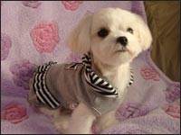 Alice�����