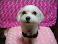 Manoa�����