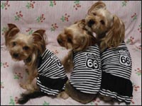 �܈��T����񁕗������N���G�ڂ����