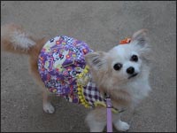 �v�����N