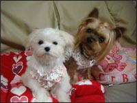 Alice�����Lion�N