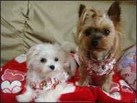 Alice�����Lion�N