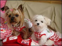 Lion�N��Alice�����