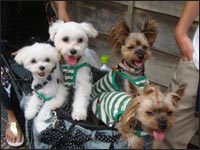 Alice�����Manoa�����Ami�����Lion�N