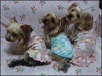 �܈��T�����&�������N&�G�ڂ����