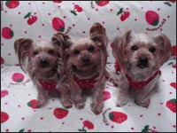 �܈��T����񁕗������N���G�ڂ����