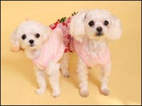 �}���[����񁕃��[�K�����