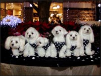 MOCA�����&RIKU�N&RIKA�����&KAI�N&MELL�����&SORA�N