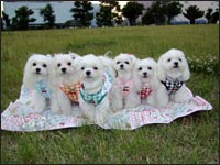 SORA�N��MOCA�����KAI�N��RIKA�����MELL�����RIKU�N