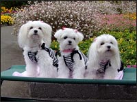 MOCA�����&RIKA�����&MELL�����