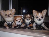 �Z�i�N&�Ђ߂����&�߂������&�̂��݂���