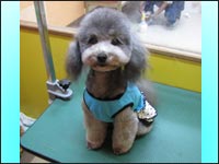 �A���X�����