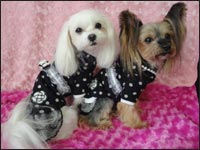 Manoa�����Ami�����