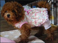 �G���W�F�������