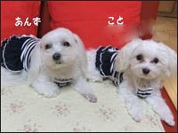 ���񂸂���񁕂��Ƃ����