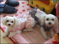 ���񂸂���񁕂��Ƃ����