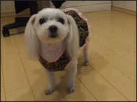 ���񂸂����