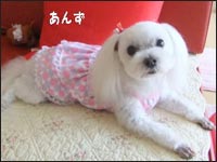 ���񂸂����