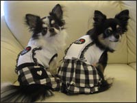 �V���R���N���`���������