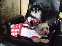 �V���R���N���Ց��Y�N