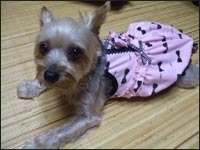 �V���R���N