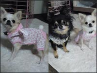 �����N��JOSHUA�N