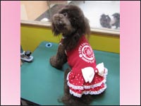 �W���X�~�������