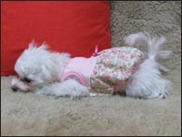 ���Ƃ����