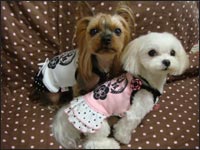 Lion�N��Alice�����