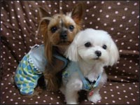 Lion�N��Alice�����